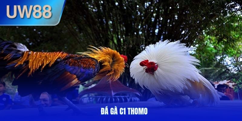 Đá gà C1 Thomo